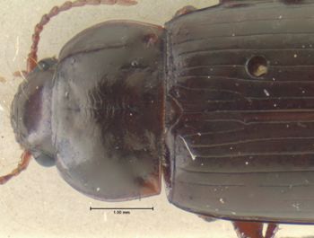 Media type: image;   Entomology 31227 Aspect: pronotum dorsal